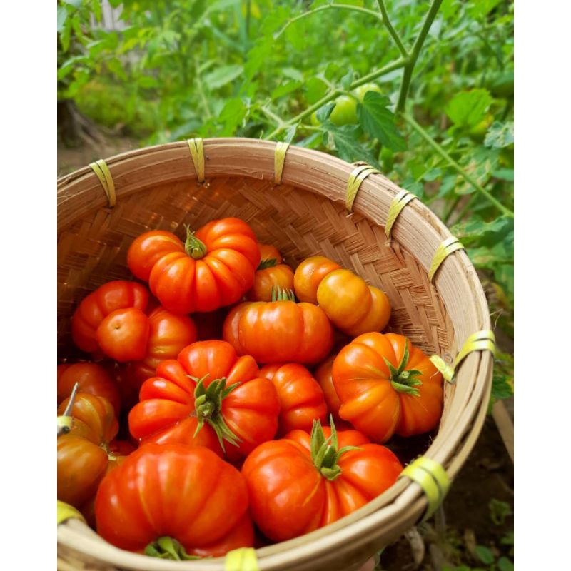 Benih Super Tomat Mawar Tomat Keriting F1 Tahan penyakit dan cuaca kualitas terbaik