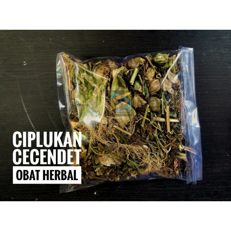 

Ciplukan atau Cecendet kering