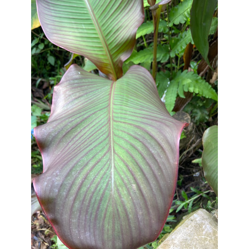

Daun ganyong merah segar petik langsung-az