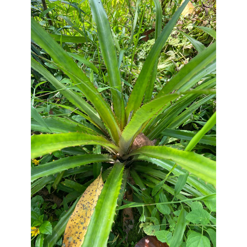 Bibit nanas merah bibit nanas hutan bibit nanas buaya-az