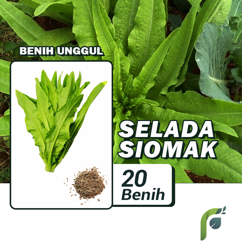 Benih Bibit Selada Wangi Siomak 20 Benih Seribuan PG KDR