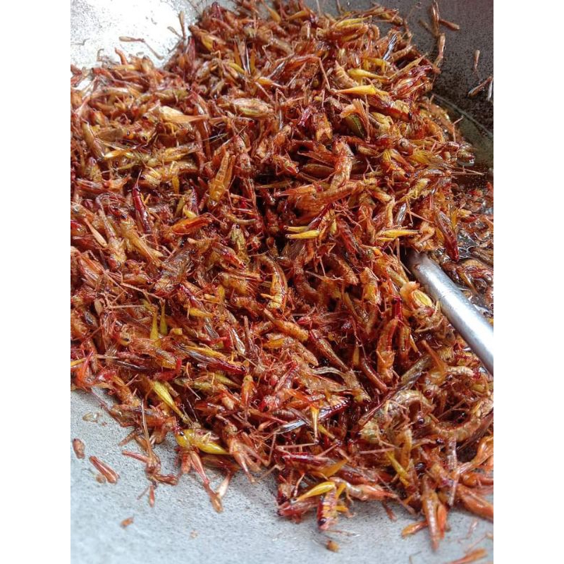 

belalang padi
