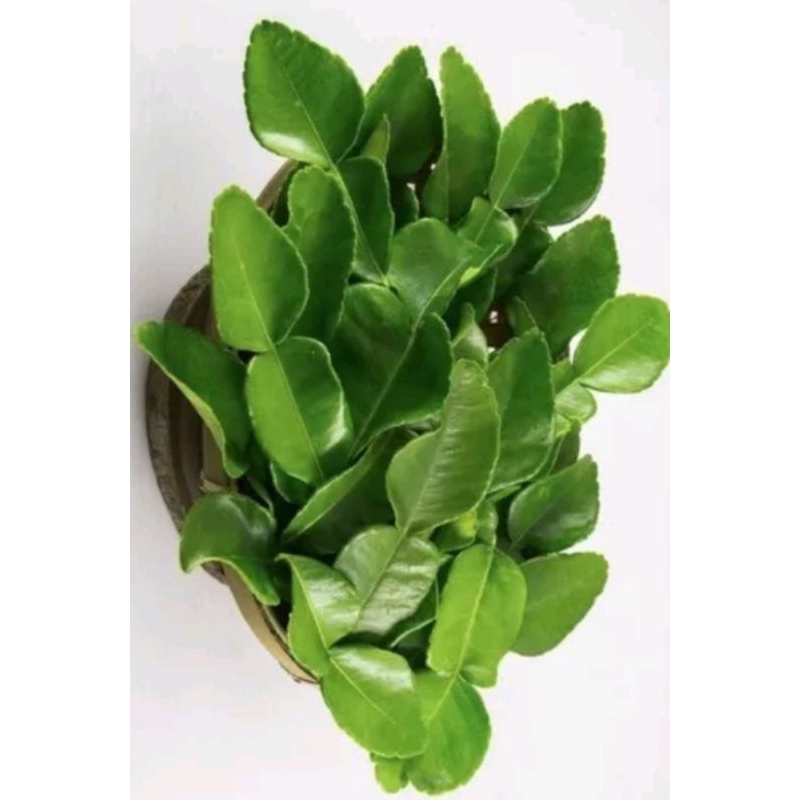 

daun jeruk purut di jamin segar dan alami(50gr 1pack)