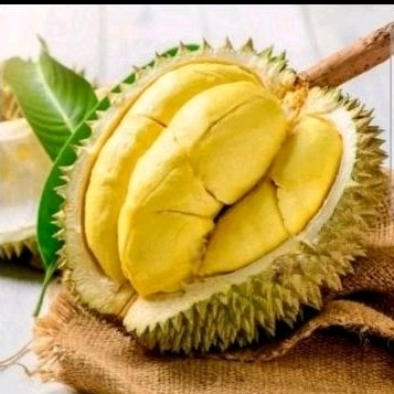 

DURIAN MUSANG KUNING SPY