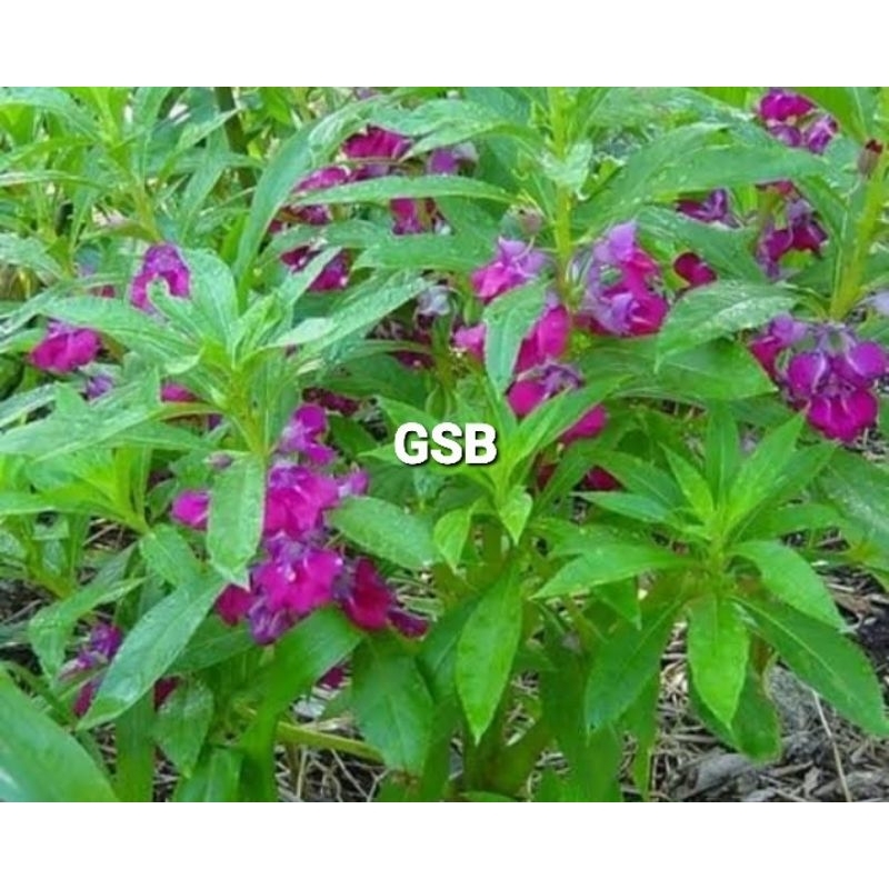 

Daun pacar air segar petik langsung 1 kg