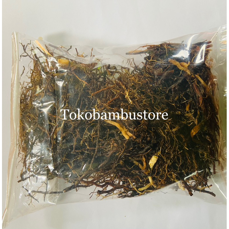 

Akar tebu hitam segar akar tebu ireng-az