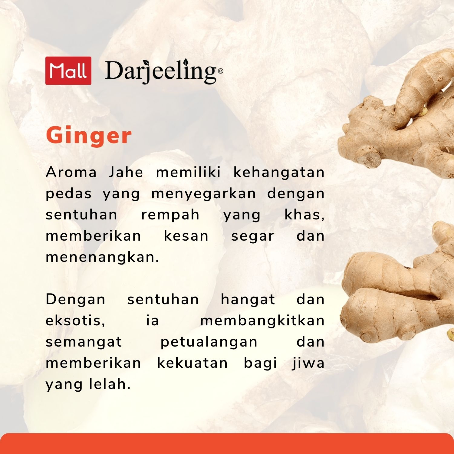 Darjeeling Ginger Essential Oil / Minyak Jahe Aromaterapi