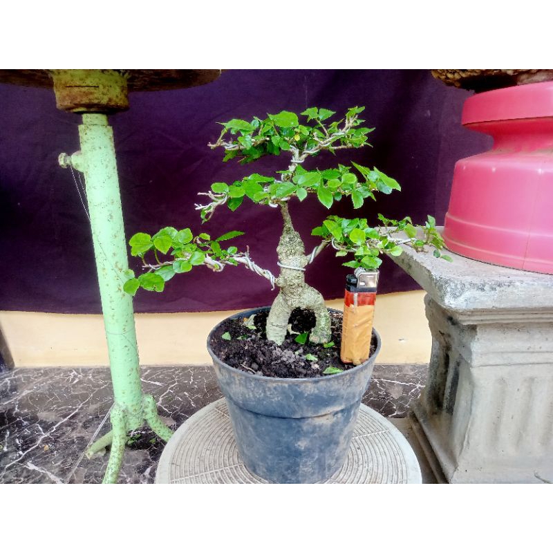bonsai pohon serut