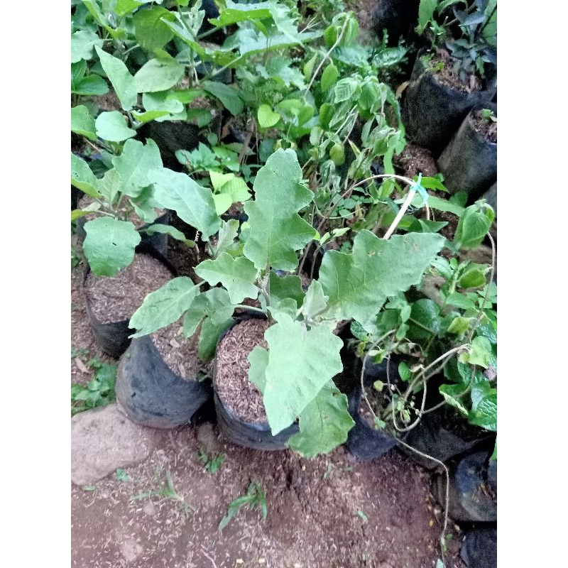 bibit terong hijau | terong bulat | lalapan