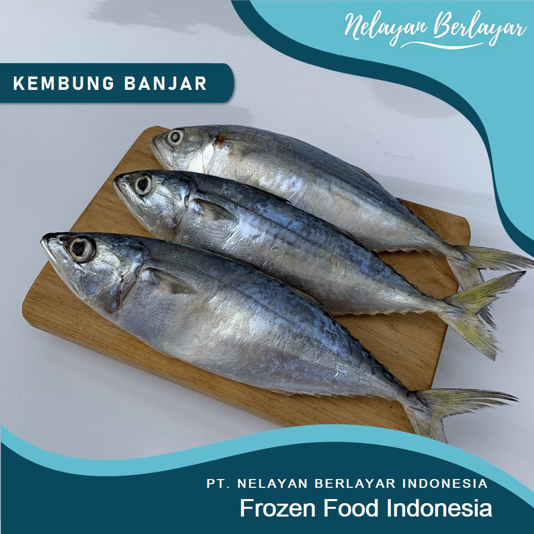 

ikan Kembung Banjar PREMIUM LOKAL Segar / Ikan Kembung Banjar Beku kemasan 1 kg - Nelayan Berlayar