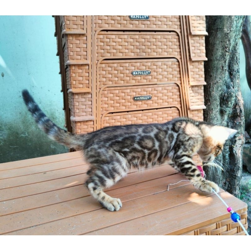 Kucing Bengal Kitten Betina