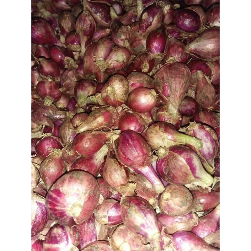 

Bawang merah Brebes biji panjang super 500Gram