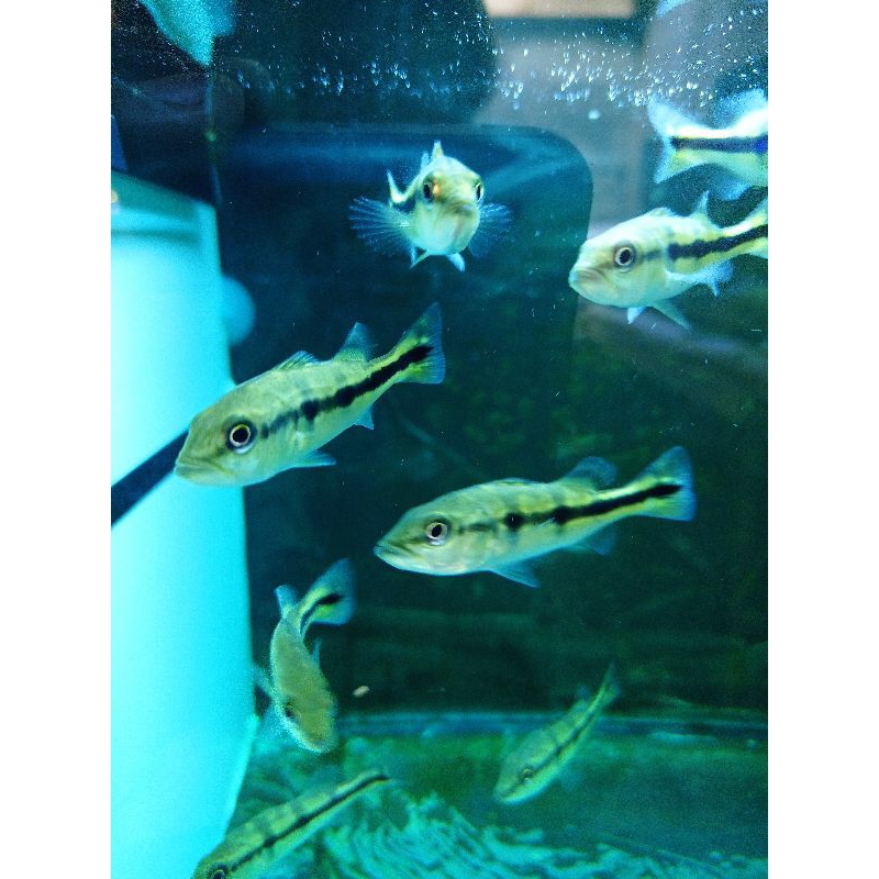 Peacock Bass / Pbass AzuL / Blue Azul