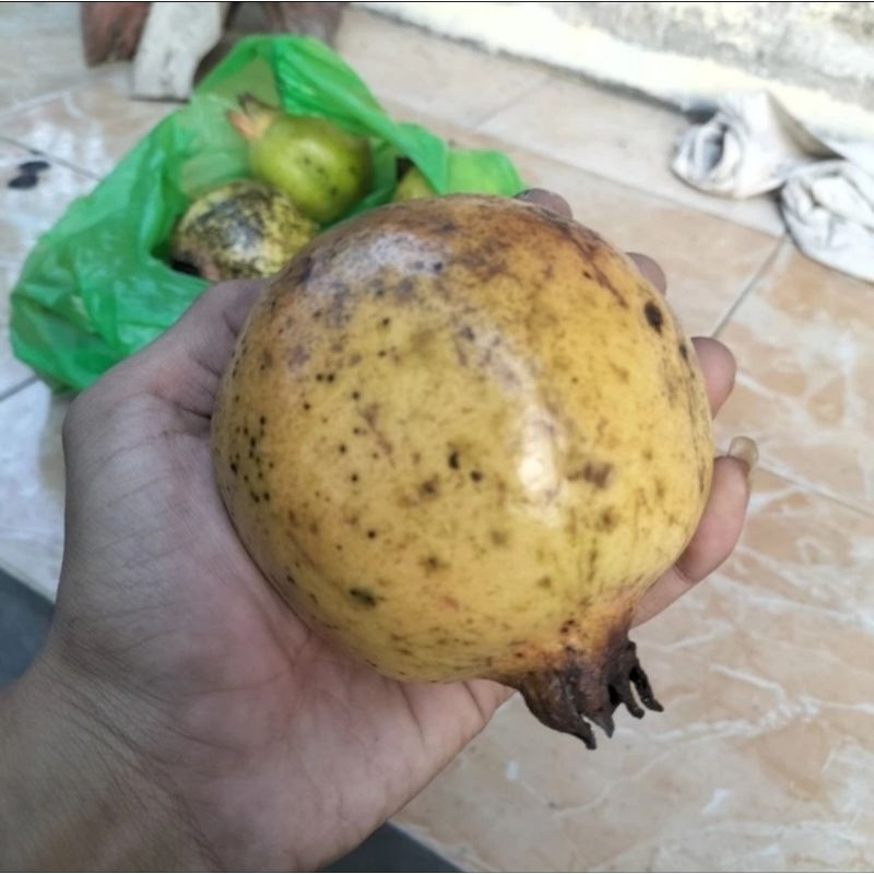 

Buah Delima Putih Segar