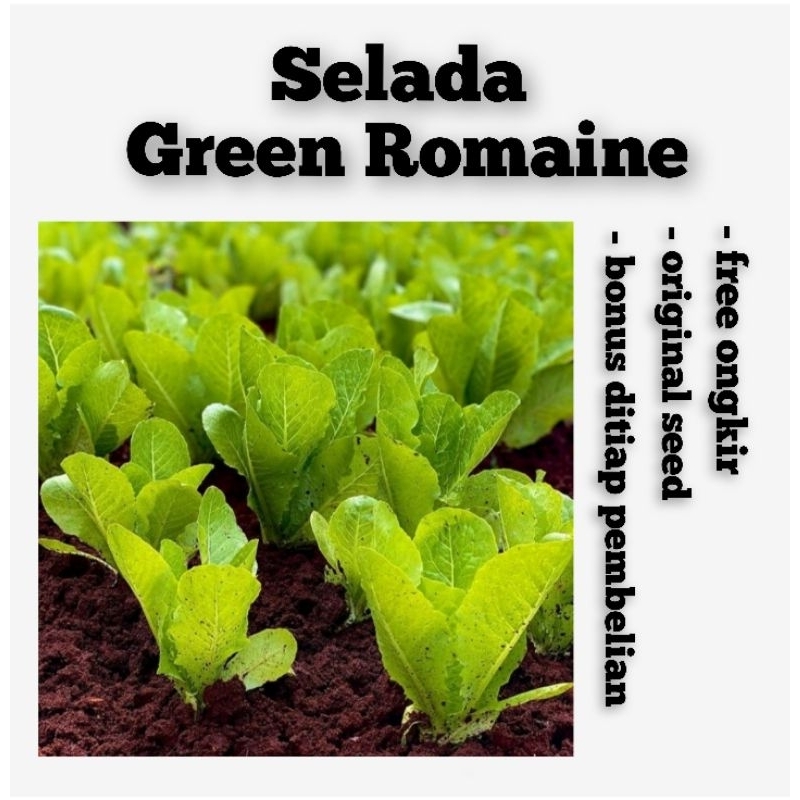 Benih Selada Green Romaine Bibit Sayuran Selada Lettuce Romaine