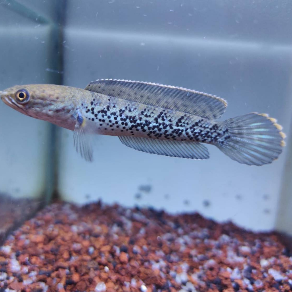 STEWARTI ARUNACHAL | SINGGEL TANK