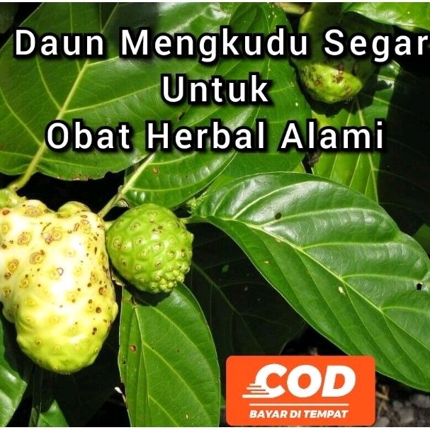 

[C O D ]Daun Mengkudu Segar 1 Kg Untuk Obat Herbal Alami