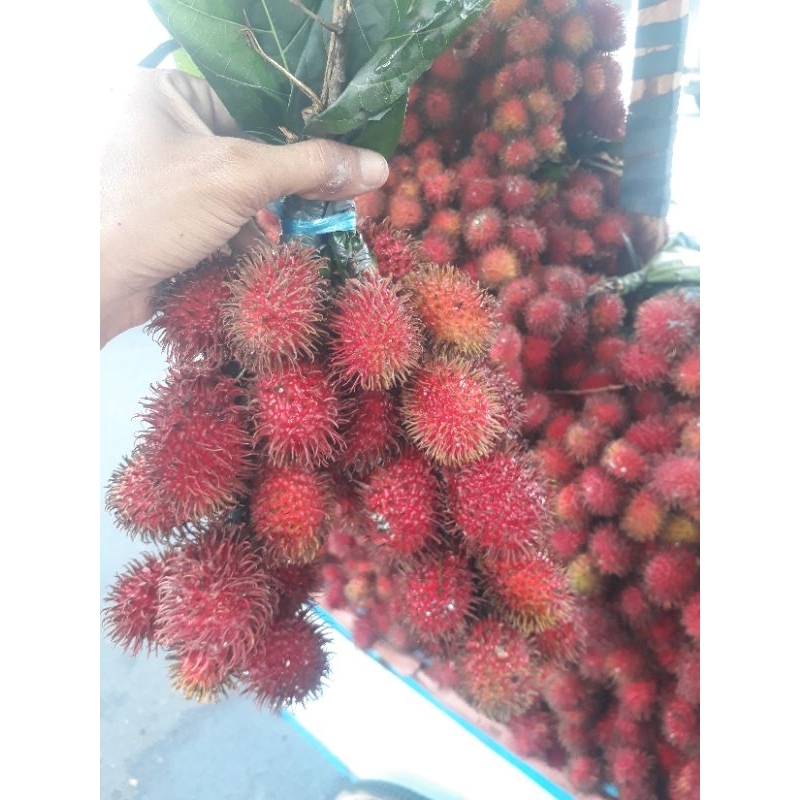 

BUAH RAMBUTAN PARAKAN 1 BUNDEL/3 IKAT RAMBUTAN PARAKAN MERAH MENOR NGLOTOK