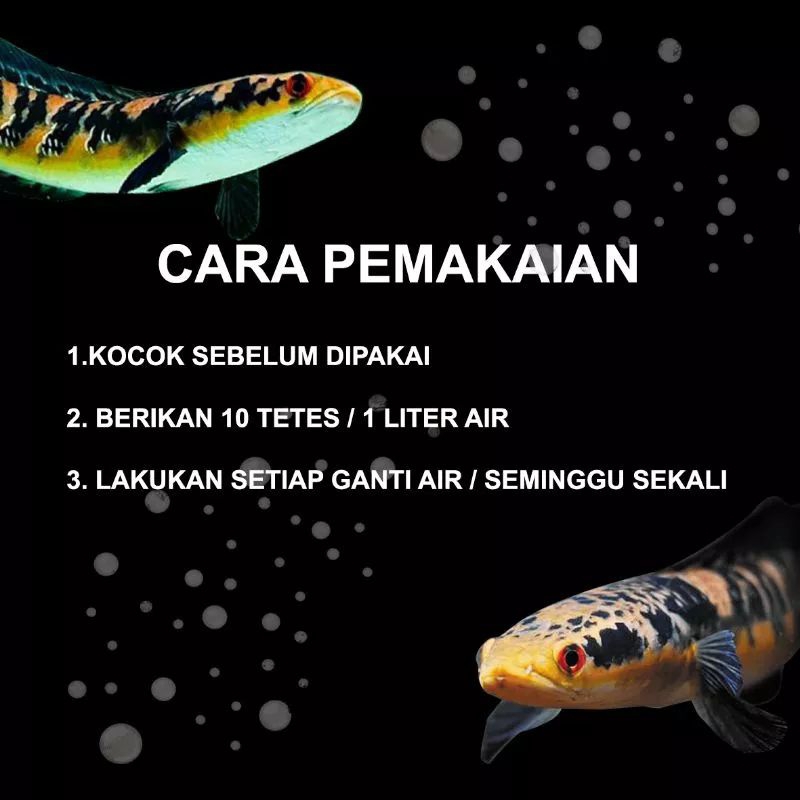 Suplemen ikan chana / obat probiotik chana mutasi warna / mutasi warna ikan chana / obat ikan