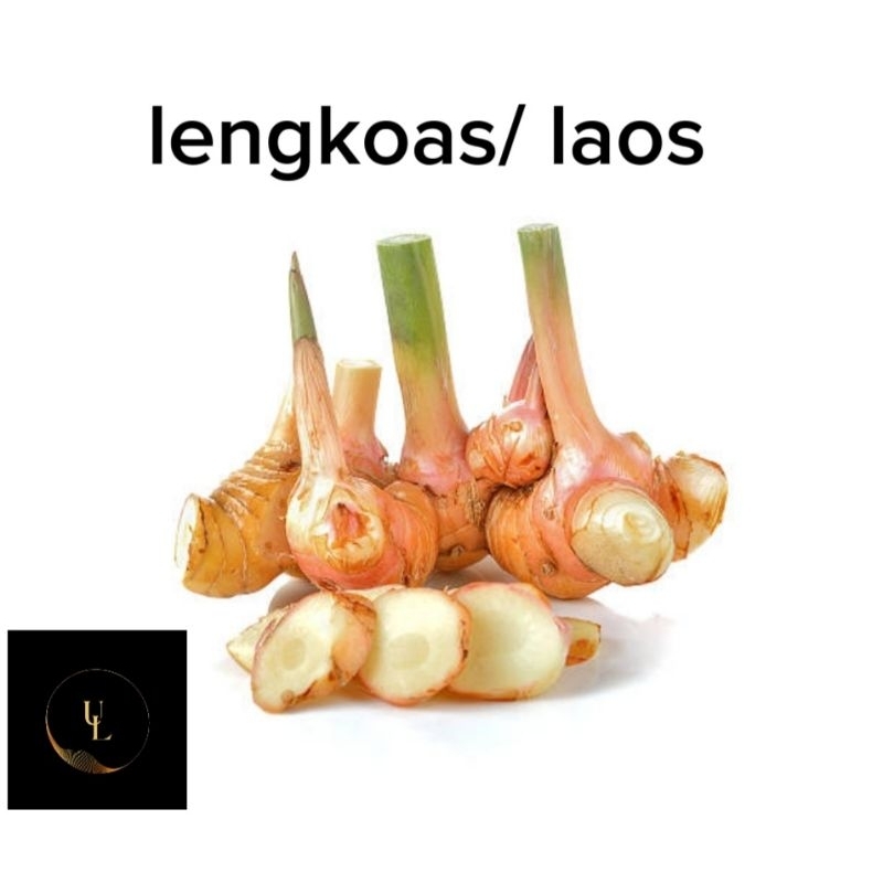 

lengkoas / laos segar ngambil langsung dari kebun