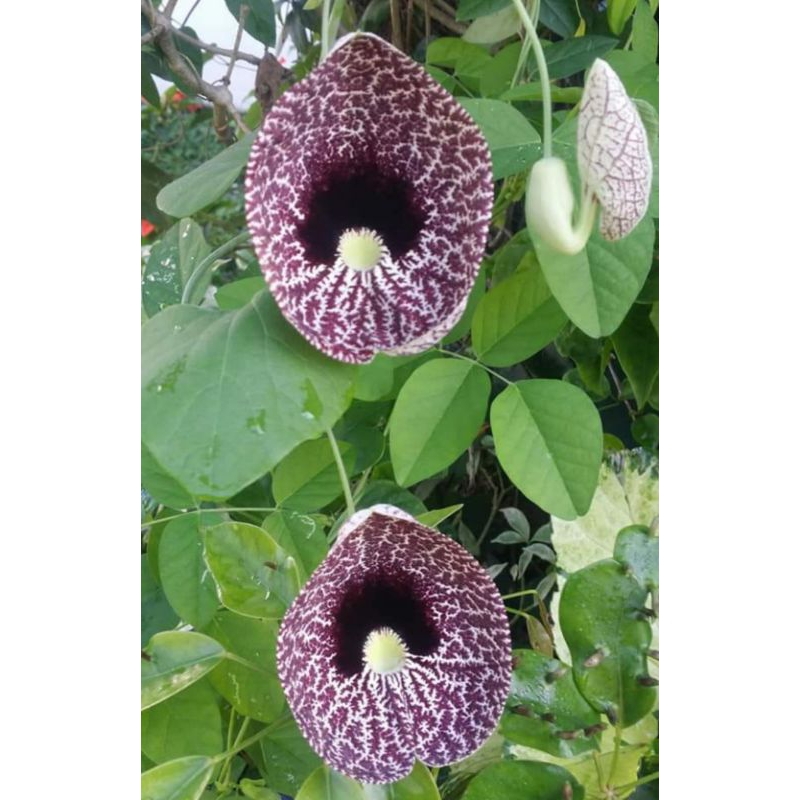 

Aristholocia Littoralis (biji 50)