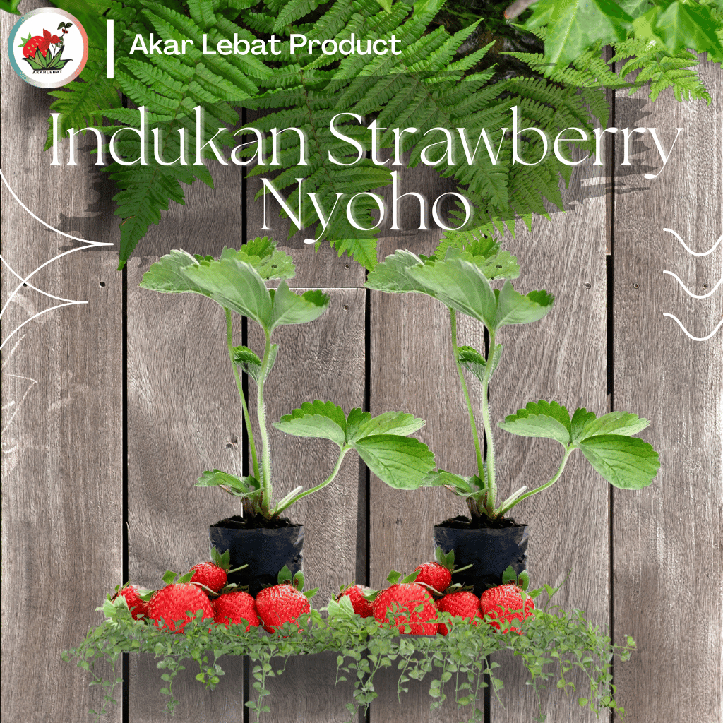 Indukan Strawberry Jepang Nyoho Sudah Berbuah