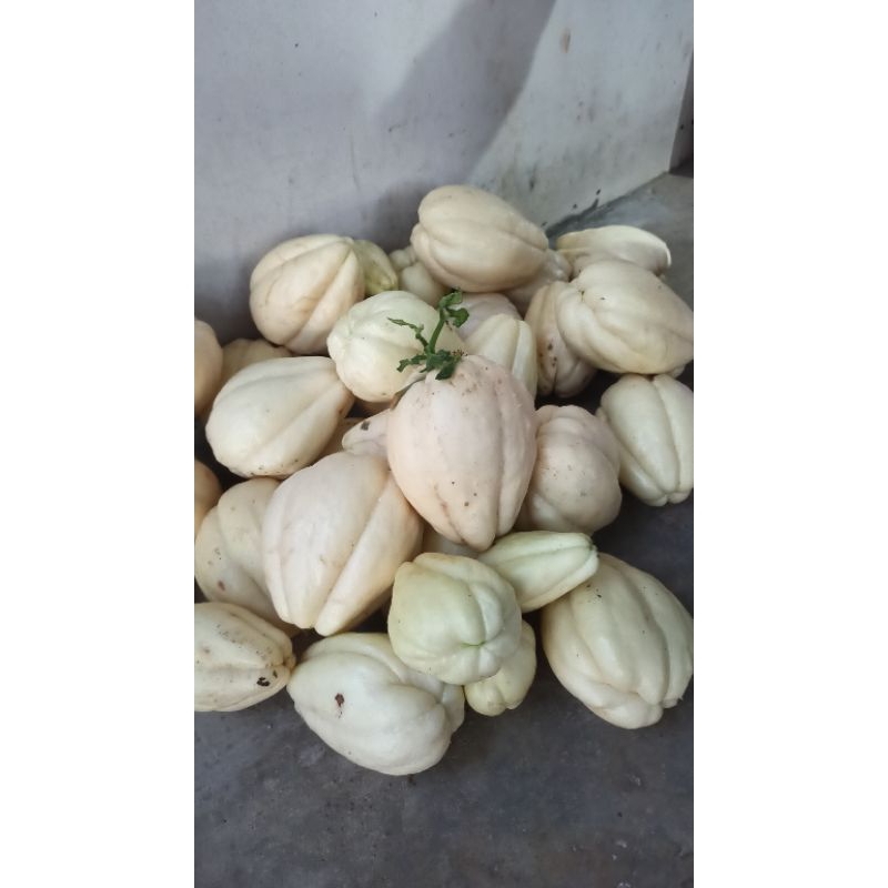 Bibit Labu Siam Putih Bersih