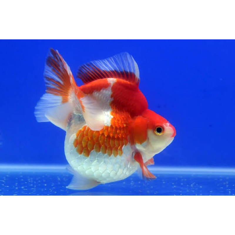 

Ikan Mas Koki Ryukin