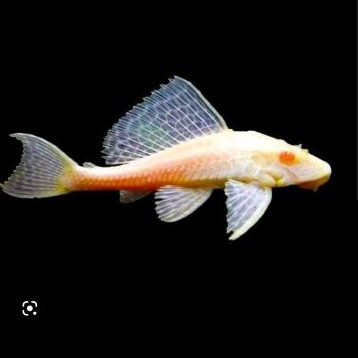 ikan sapu sapu algae eater