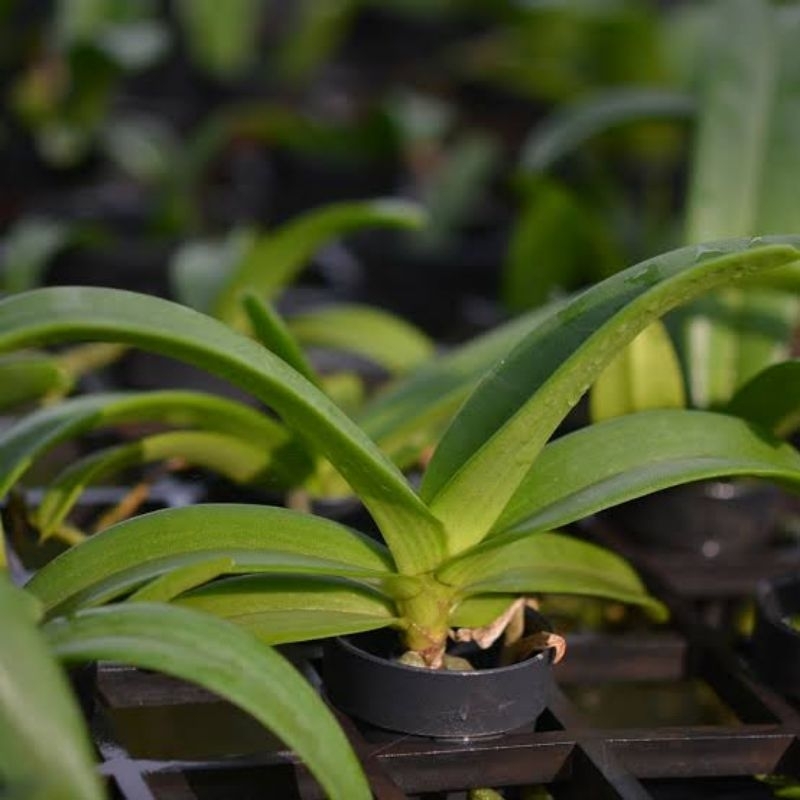 Rhy.gigantea Remaja blm bunga