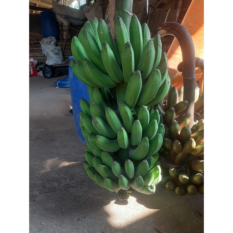 

Pisang Raja cool (BUAT LAMARAN DAN ACARA SAJEN DLL