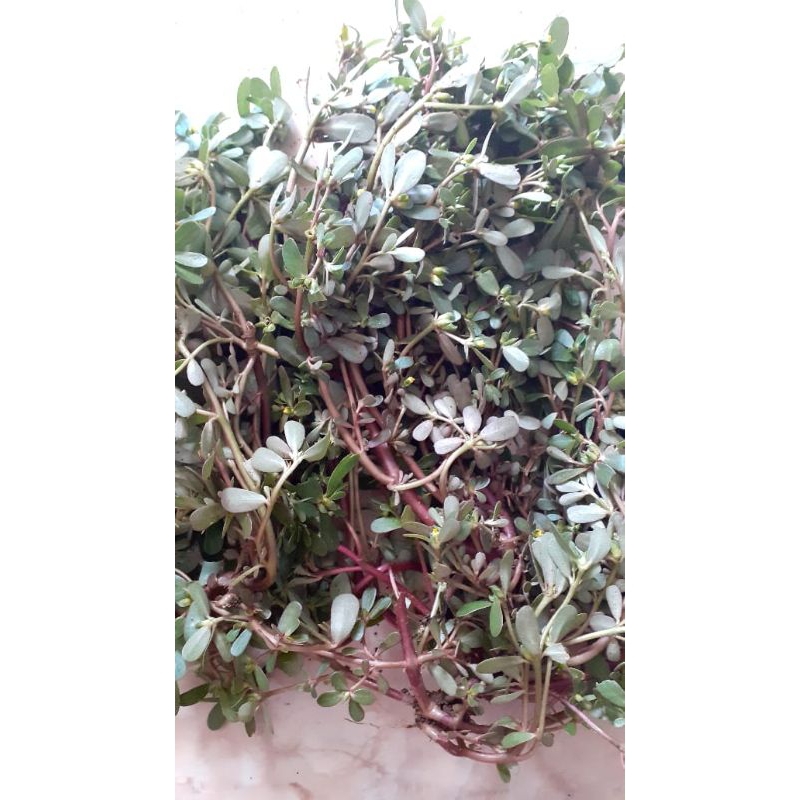 

Daun kerokot portulaca segar herbal 500gram