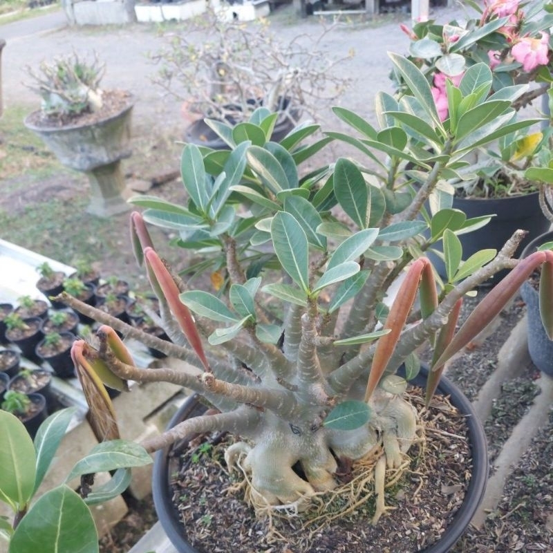 biji Adenium godji x silongkla