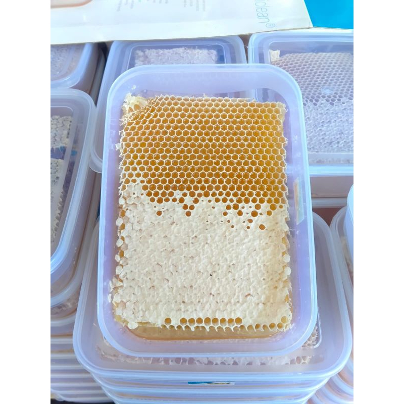 

madu sarang apis melifera