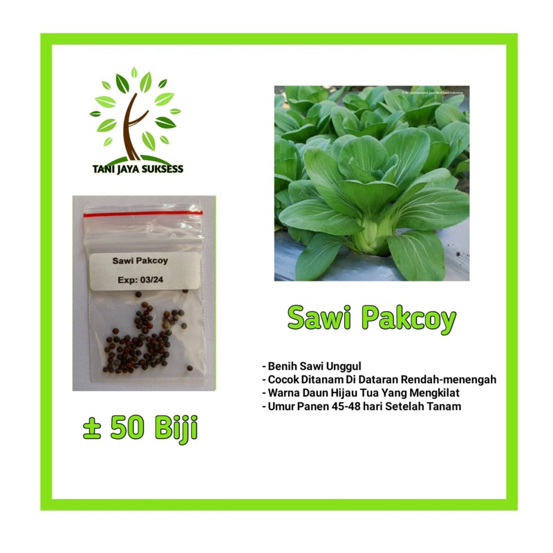70 Benih Sawi Pakcoy Benih Sawi Pakcoy Unggul Berkualitas Bibit Sawi Pakcoy