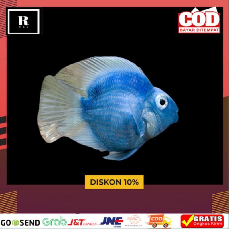 hiasan aquarium red perrot tail dan blue perot