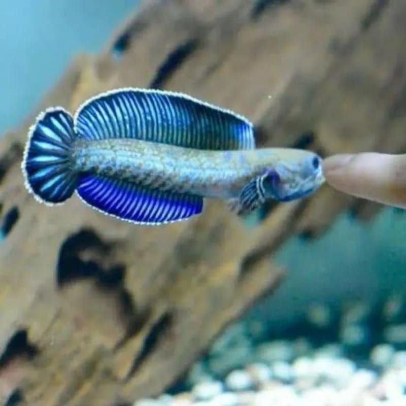 Channa Andrao 5-6cm grade A || gondrong HF || Garansi Hidup