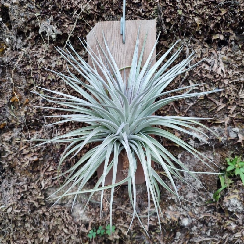 Tillandsia Cotton Candy