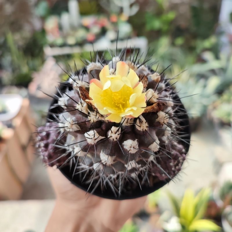 Copiapoa Paposoensis | DP 10cm | Kaktus