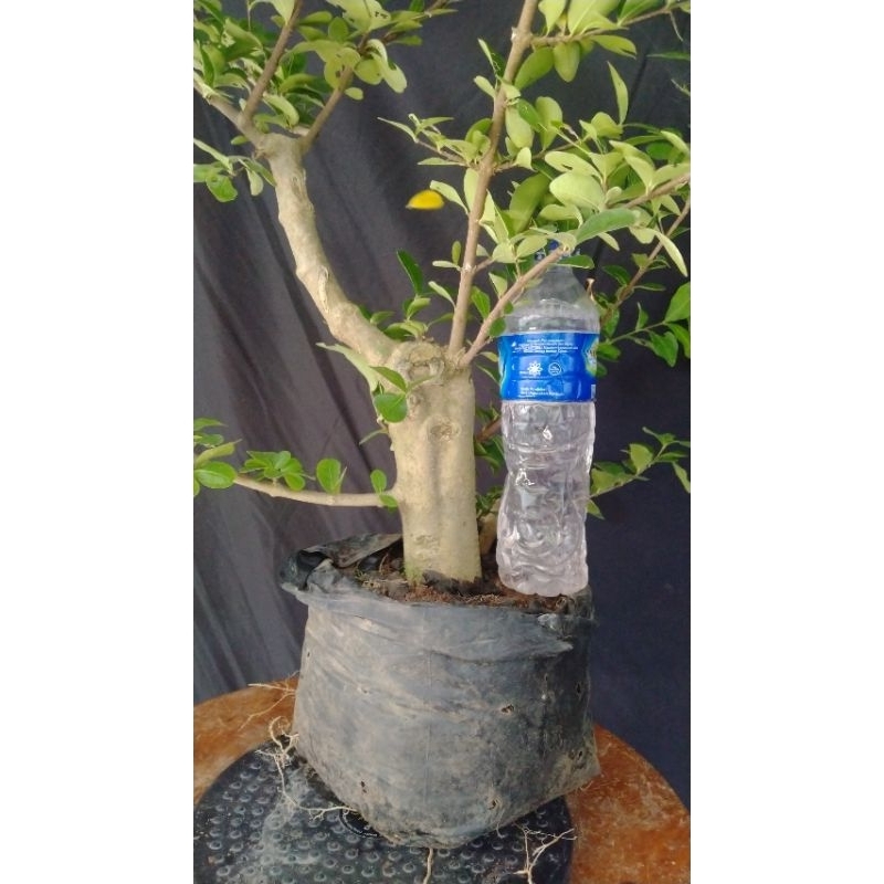 CANGKOKAN CERRY SIANCI BARBADOS BESAR