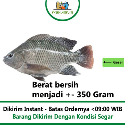 Ikan Nila Segar 450-500 Gr Pasar Lampung