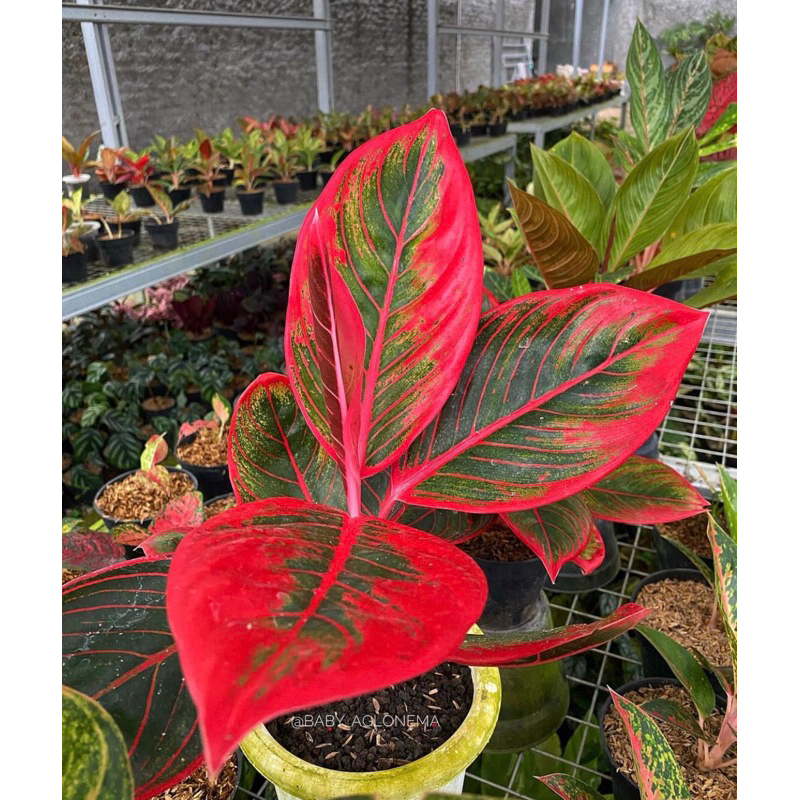 Aglonema Khanza Anakan - Tanaman hias aglonema khanza anakan