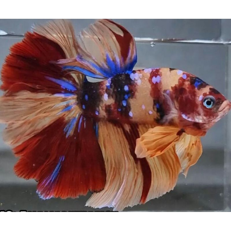 Hiasan Akuarium Halfmoon Giant Multicolor Full Warna