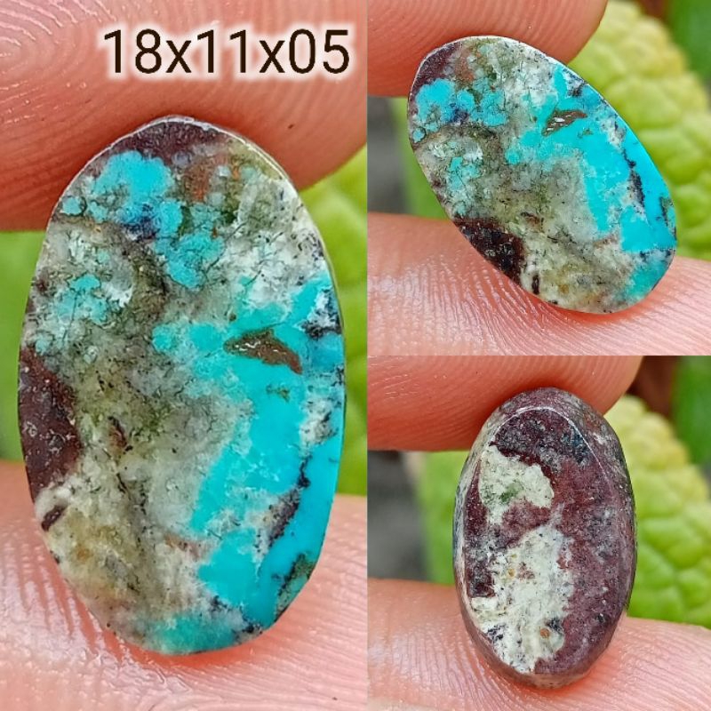 Pirus Persia Biru Urat Hitam