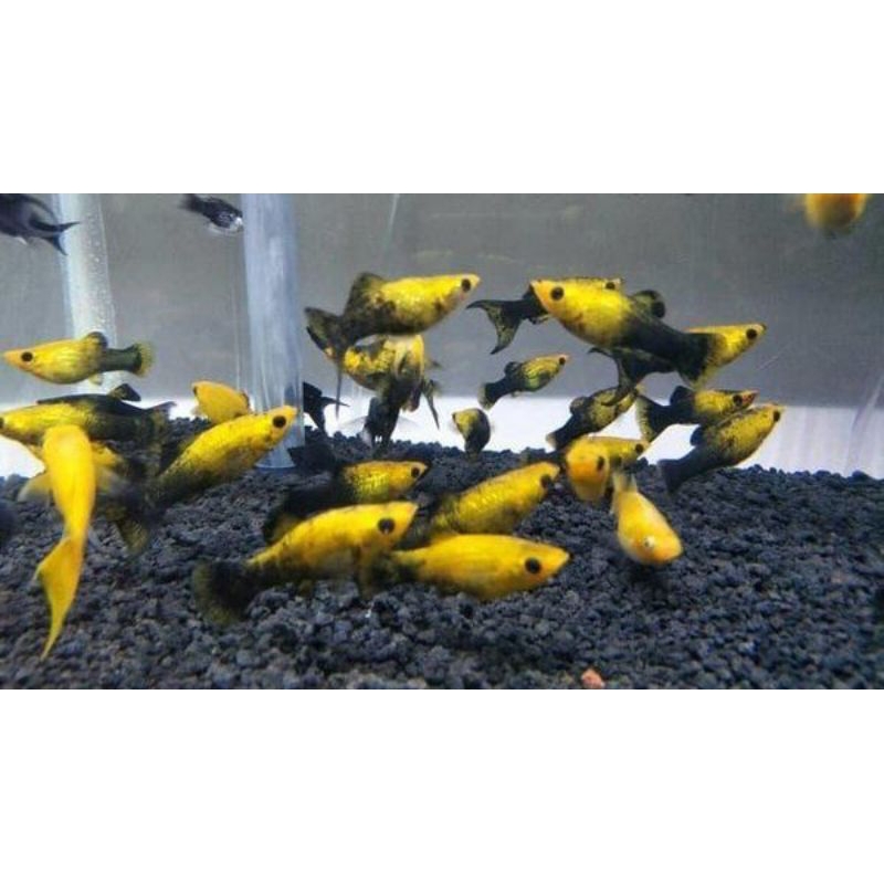 

molly golden black induk