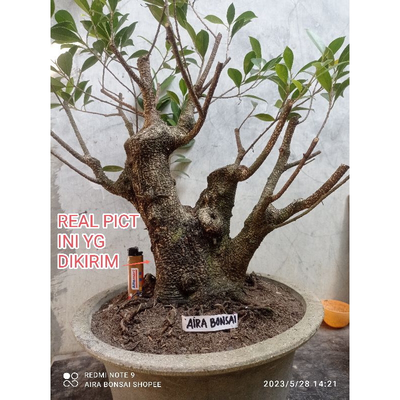 bahan bonsai kimeng besar Real pict