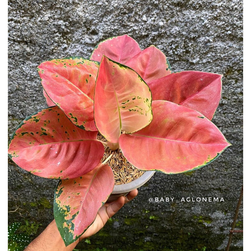 aglonema kochin ebony baby - tanamanhias aglonema kochin ebony