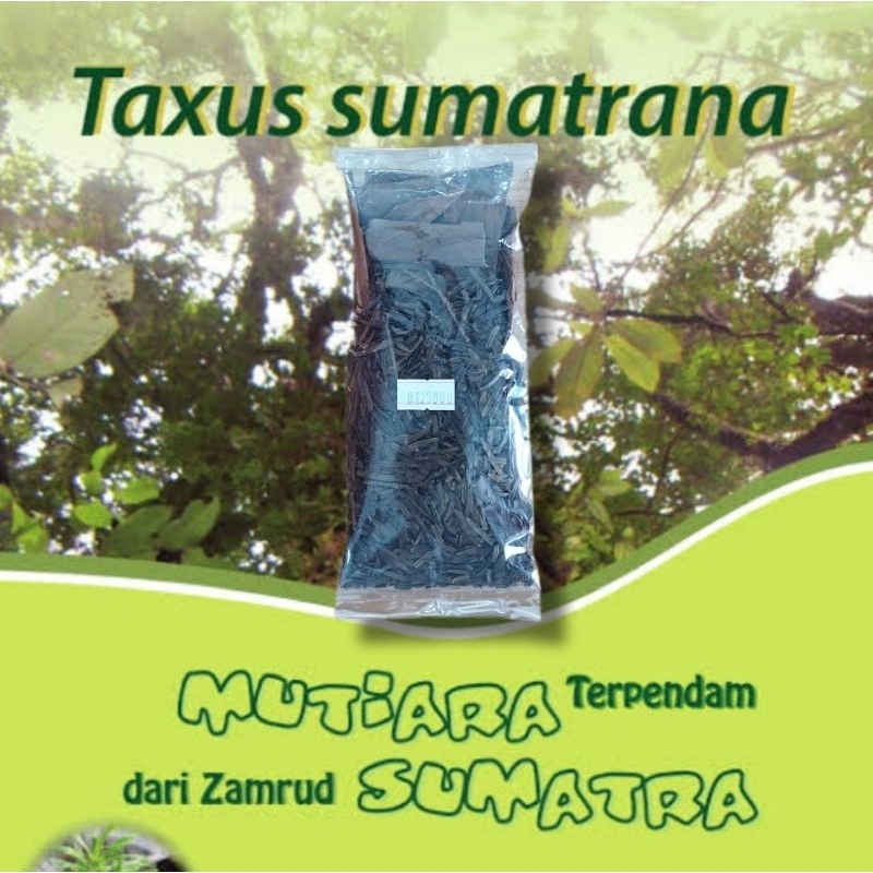 Taxus Sumatrana