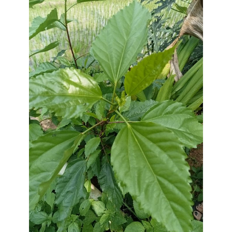 

Daun bunga sepatu fresh 500gr
