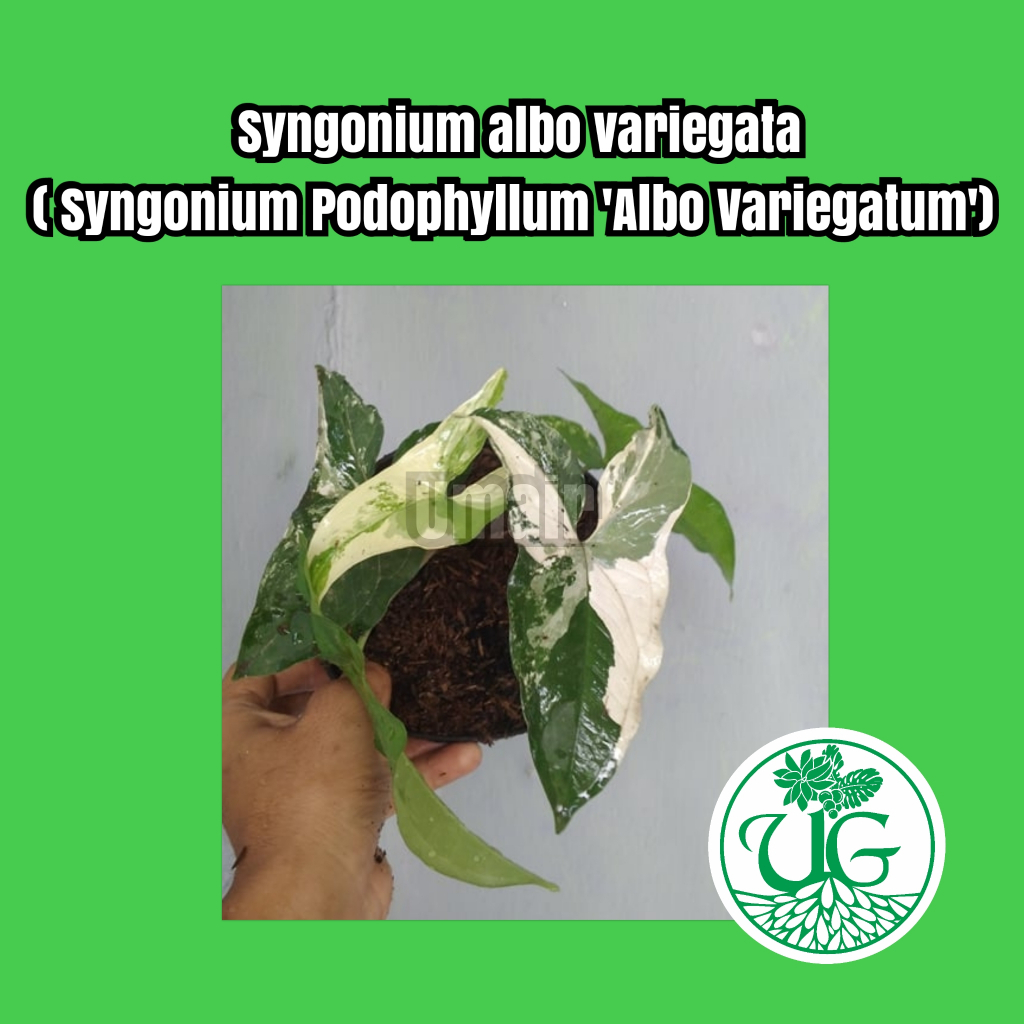Syngonium albo varigata (Syngonium Podophyllum ‘Albo Variegatum’)